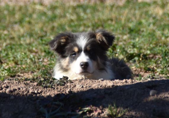 Border Collie Los Baganes en Montanejos Border Collie Los Baganes