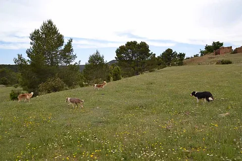 Border Collie Los Baganes Border collie