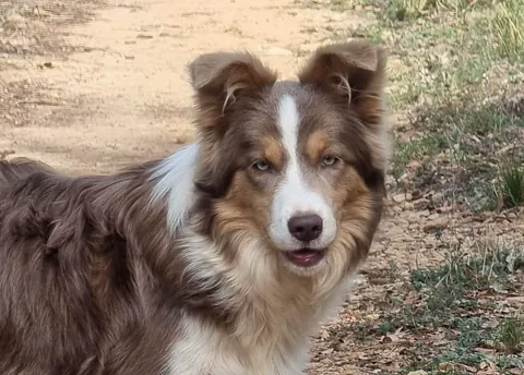 Border Collie Los Baganes hembra